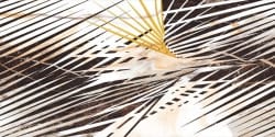 Cerrad Gold Decor B — 4529 руб