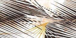 Cerrad Gold Decor A — 4529 руб